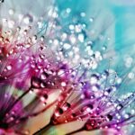 amazing-macro-photography:-12-beautiful-examples