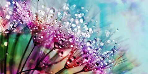 amazing-macro-photography:-12-beautiful-examples