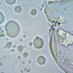 play-god-in-the-linux-terminal-with-conway’s-game-of-life