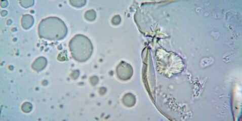 play-god-in-the-linux-terminal-with-conway’s-game-of-life