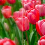 this-free-app-sharpens-blurry-photos-instantly