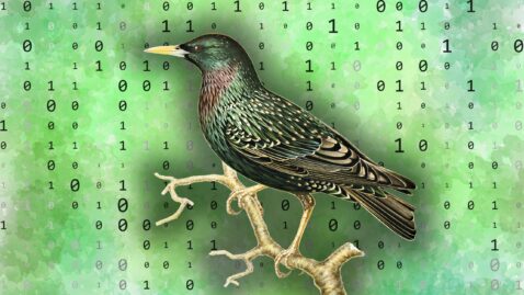 birds-and-bytes:-how-one-youtuber-taught-a-starling-to-store-and-retrieve-data