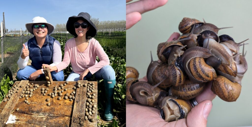 yes,-singapore-has-a-snail-farm-now,-and-it-provides-fresh-escargot-meat-right-here