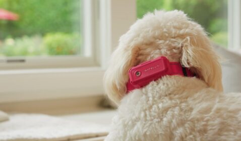 satellai-debuts-world’s-first-pet-health-ai-at-ces-2026